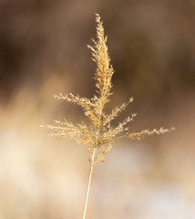 vintage photo of dry wild meadow flowers in winter field on sunny natural background in morning. Outdoor