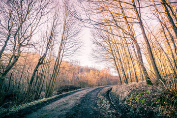 Road in a forest at autumn