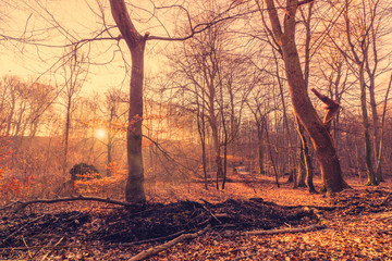 Fototapeta na wymiar Beautiful sunrise in a forest