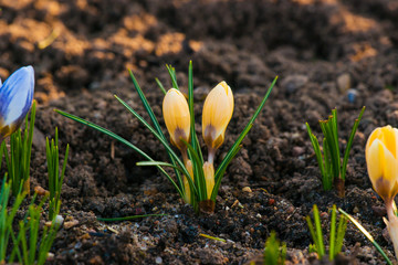 Springtime crocus flowers in a garden