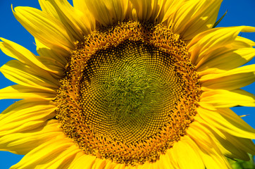yellow sunflower head
