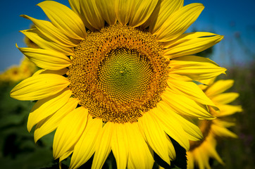 yellow sunflower head