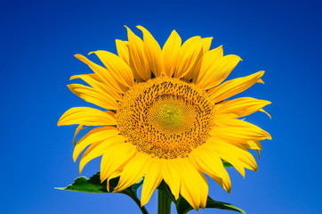 sunflower and blue sky