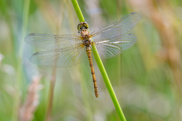 Gemeine Heidelibelle (Sympetrum vulgatum) im Sommer 