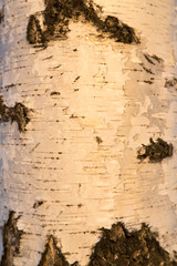 birch at sunrise sun