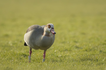 Egyptian goose