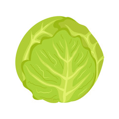 cabbage on white background