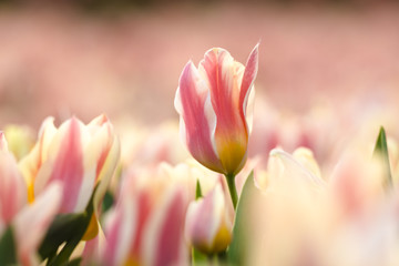 Yellow red flamed tulip flowerbed