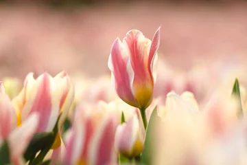 Foto auf Acrylglas Tulpe Yellow red flamed tulip flowerbed