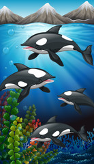 Obraz na płótnie Canvas Killer whales swimming under the sea