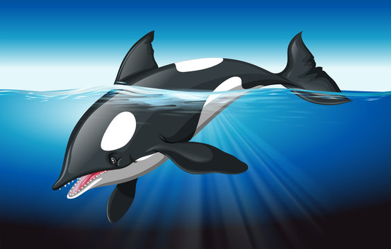 Killer whale swimming in the ocean