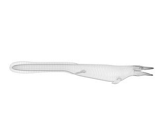 3d wireframe crocodile