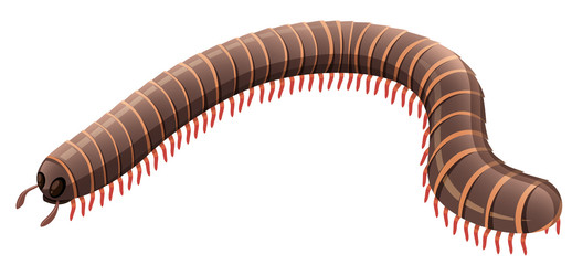 Centipede on white background