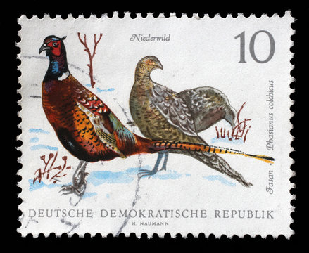 Stamp printed in GDR shows Pheasant, Phasiaus colchicus, Bird issue, circa 1968