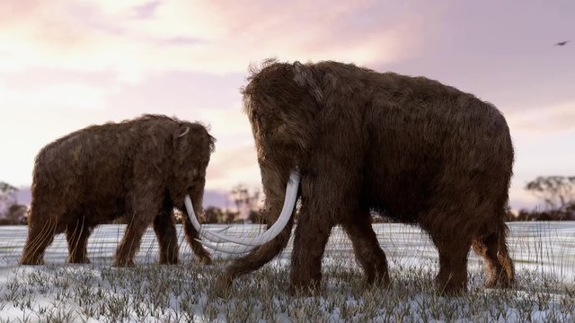 An animation of Woolly Mammoths digging for grass roots in a snowy field with a sunset sky. The extinct Woolly Mammoth was an enormous mammal that once roamed the vast Ice Age northern landscapes. 