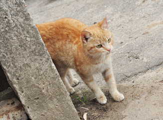 Cute red kitten outdoors