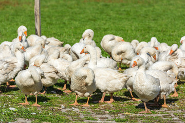 Geese gaggle grazing on green grass