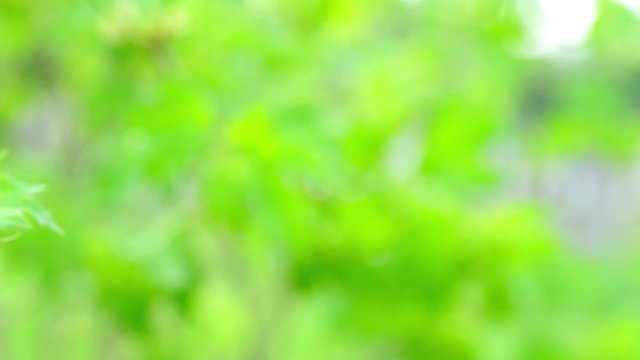 Green Bush Branch on Garden Background