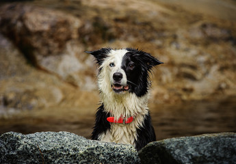 Border Collie playing in the water surrounded by rocks