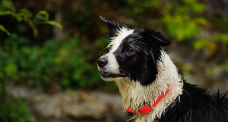 Border Collie wet in natural environment