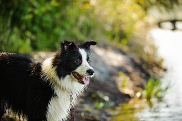 Border Collie standing along a lake shore