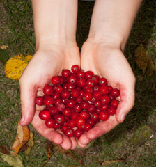 dłonie trzymające porzeczki © winiar