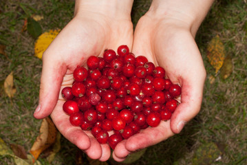 dłonie trzymające porzeczki © winiar