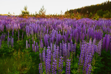 Fototapeta premium beautiful bright rich Field of lupin