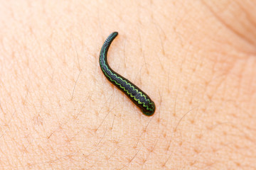 Tropical land leech (Haemadipsa crenata) sucking some blood from skin. Haemadipsa crenata : The beautiful new species (2007) of Land leeches (Bloodsucker) from tropical forest , Southeast Asia .