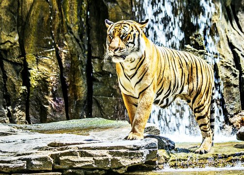 Tiger at waterfall