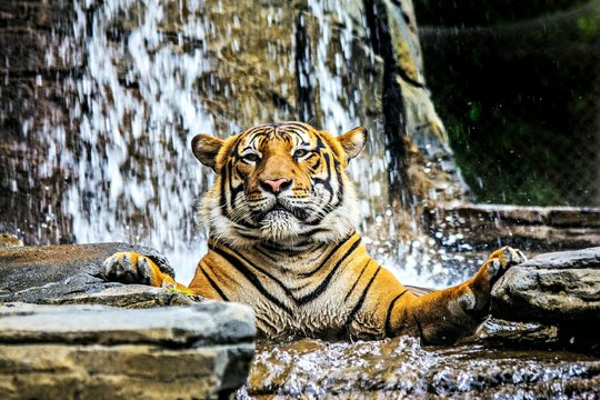 Tiger sitting in water