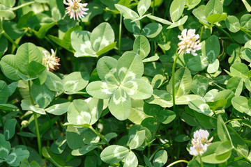 “Very lucky clover”  Five-leaf white clover/Dutch clover  (Trifolium repens) on the field. Very rare variation of the three-leaf clove some time know as a rose clover.