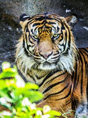 Sumatran tiger
