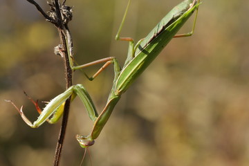 Mante religieuse (Mantis religiosa)
