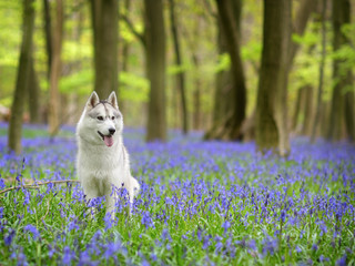 Husky, portrait