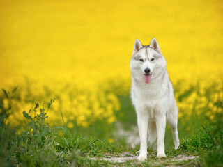 Husky, portrait