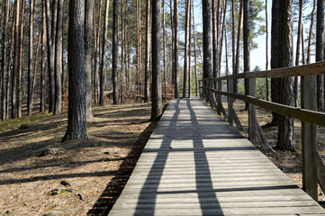 Pomnik chrząszcza Szczebrzeszyn © klumb