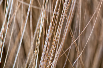 Macro detail of people hairs