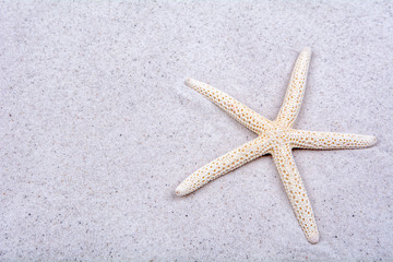 Fototapeta na wymiar White starfish on a sand background