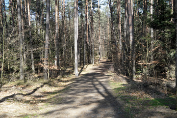 Las ścieżka na wiosnę © klumb