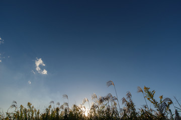 Obraz premium 夕暮れ時の風景