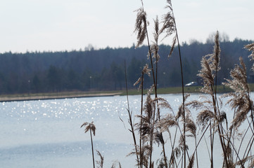 Las ścieżka na wiosnę © klumb