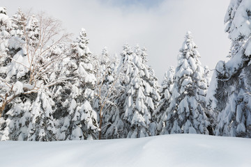 Beautiful winter landscape with snow covered trees, snowfall.