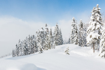 Fototapeta na wymiar Beautiful winter landscape with snow covered trees, snowfall.