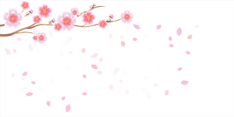 Branch of sakura with flowers. Cherry blossom branch with petals