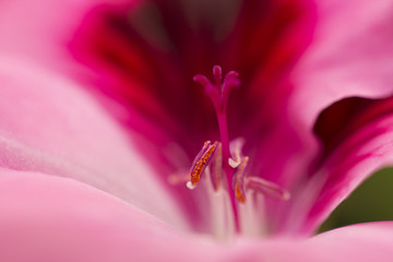 Obraz na płótnie Canvas Pink pelargonium stamen