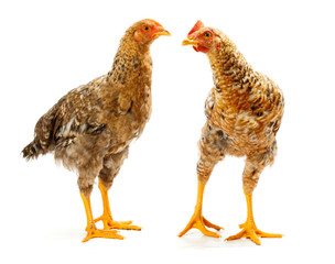 Pair of speckled pullets standing on white