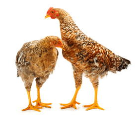 Pair of speckled pullets standing on white