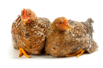 Pair of speckled pullets sitting on white