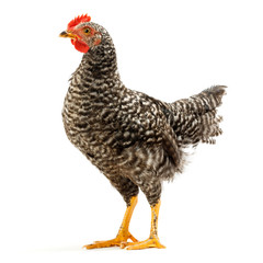 Mid-sized pullet standing on white
